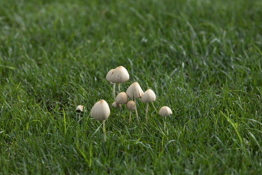 蘑菇野山菌野生菌