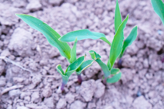 玉米种植