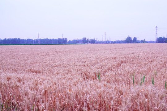 成熟的小麦