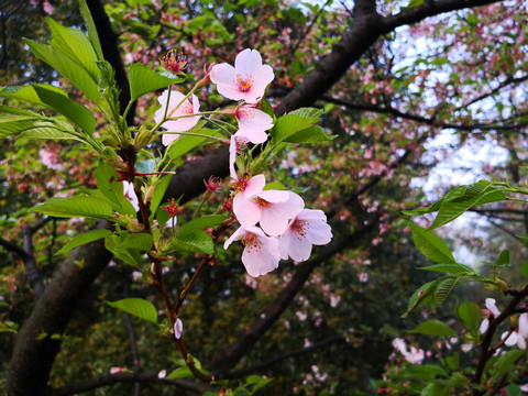 西湖太子湾樱花