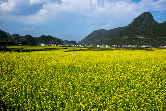 罗平油菜花