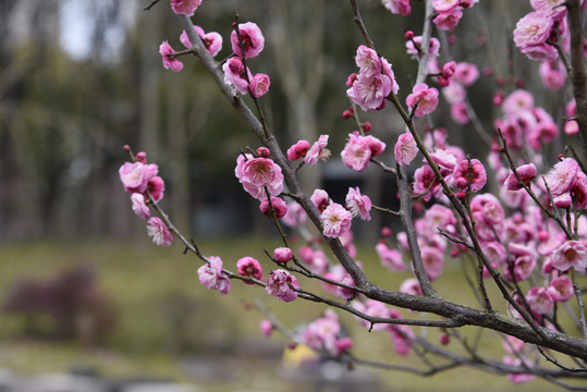 梅花