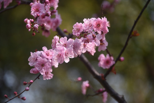 梅花