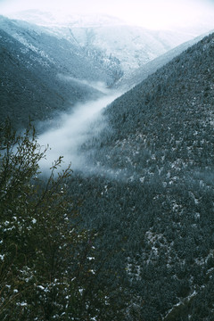 高原的山中雾气