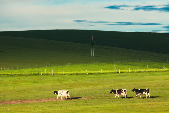 光影草原夏季牛群