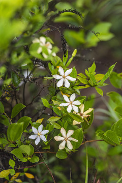 栀子花