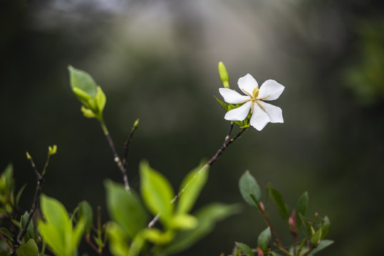 栀子花