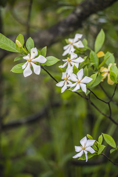 栀子花