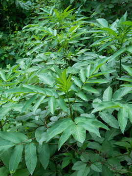 野生的血满草