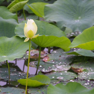 雨中的荷花