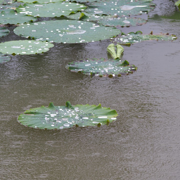 雨中的荷塘