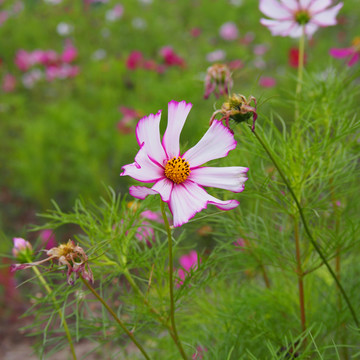 波斯菊