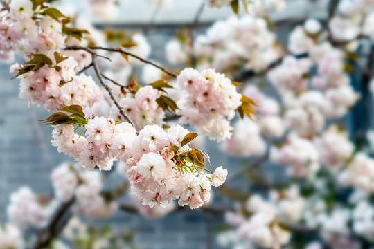 樱花