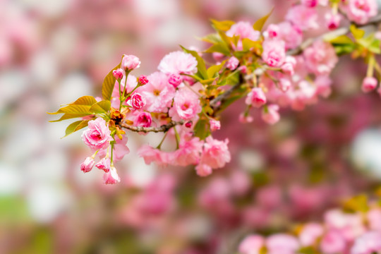 樱花