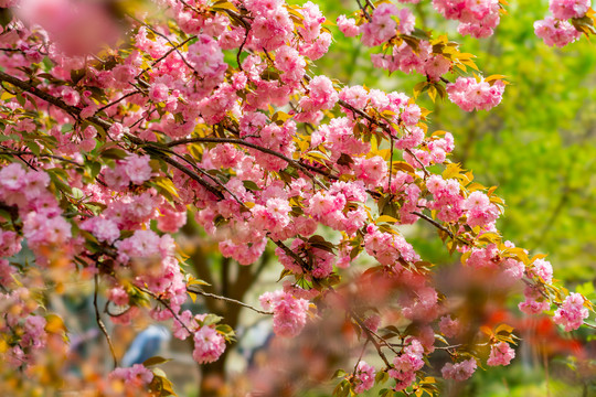 樱花