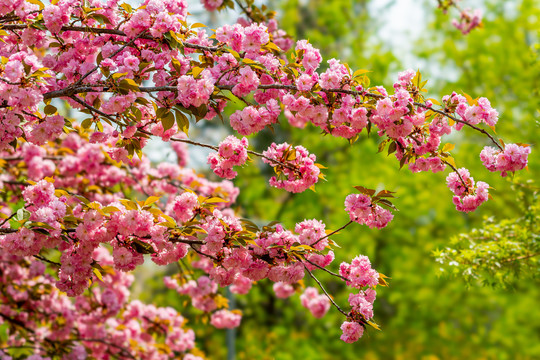 樱花