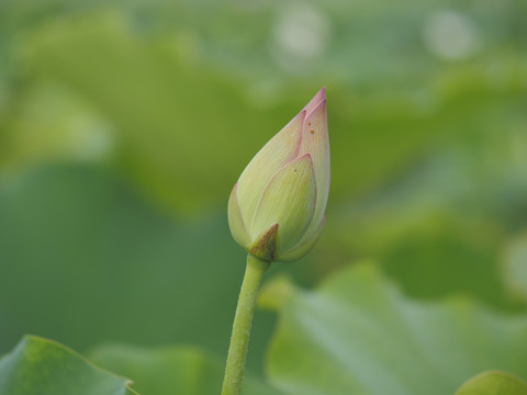 荷花花蕾