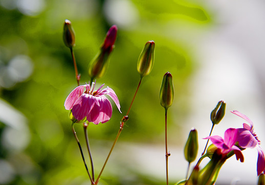 麦蓝菜花