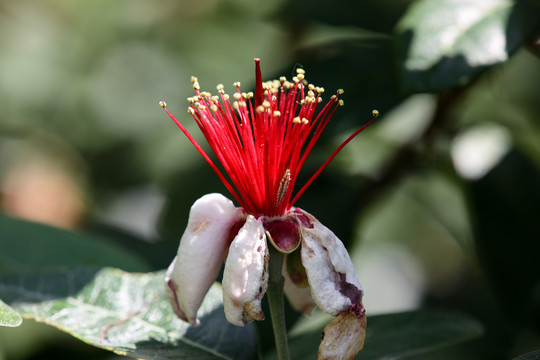 菲油果