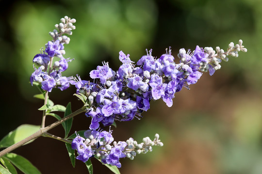 穗花牡荆花