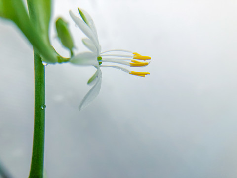 兰花草