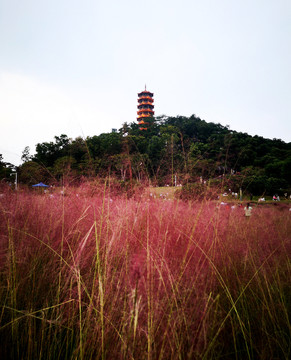 公明红花山公园粉黛草