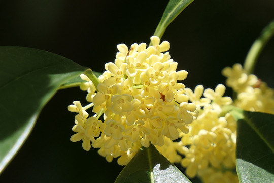 桂花