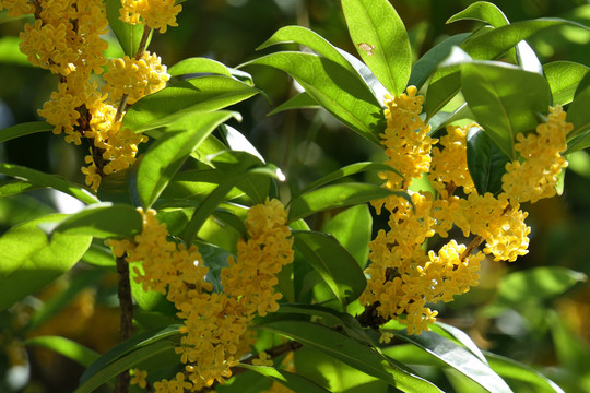 桂花