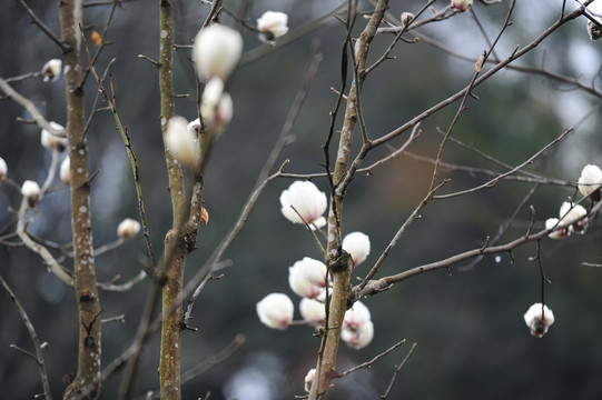 玉兰花