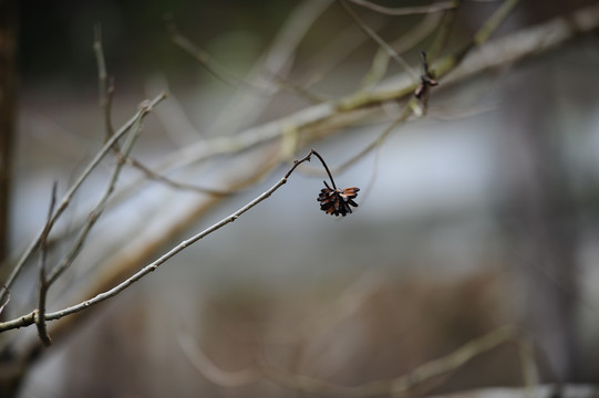 玉兰花