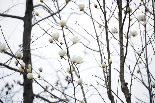 玉兰花