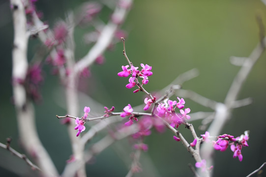 玉兰花