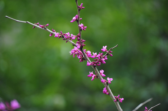 玉兰花