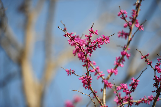 玉兰花