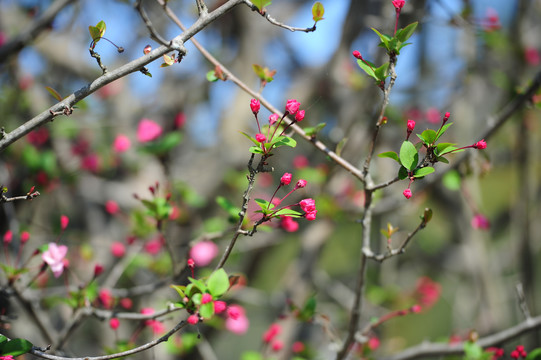 玉兰花