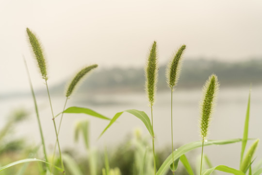 狗尾巴草