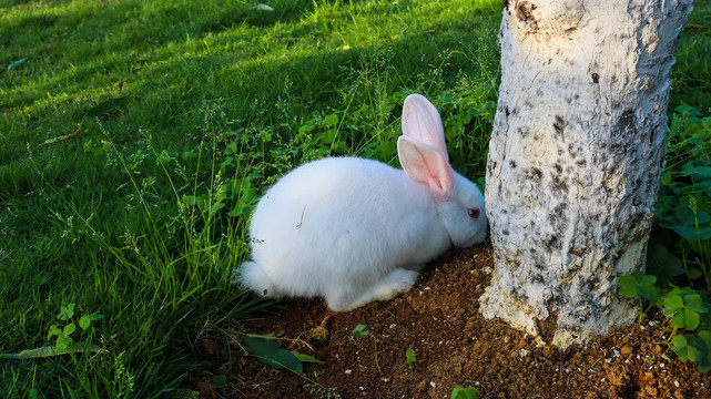 小白兔摄影