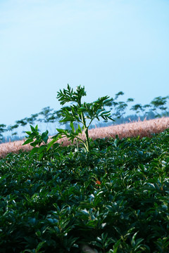 白芷种植