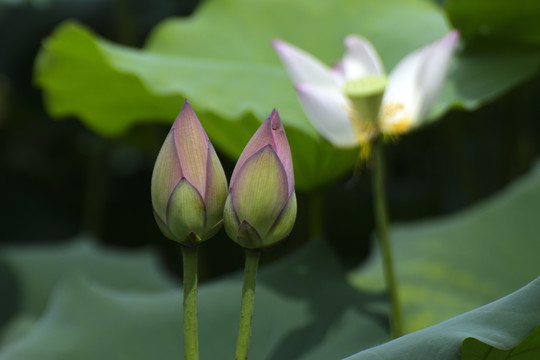 小荷才露尖尖角