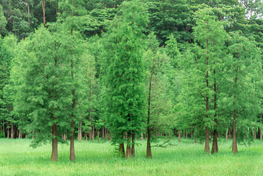 森林植树