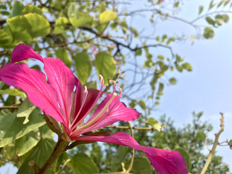 紫荆花绽放