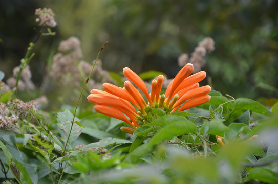 炮仗花