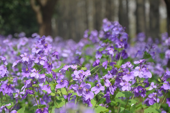 二月蓝花海