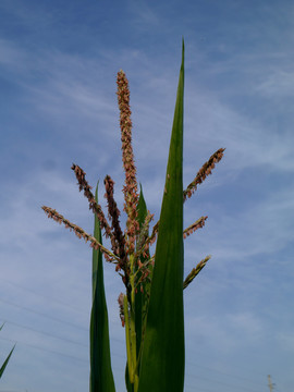 玉米株杨花