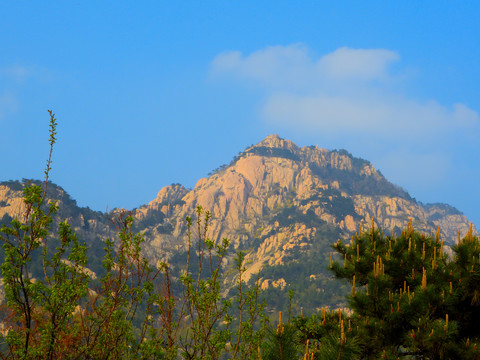 山花烂漫