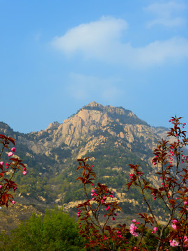 山花烂漫