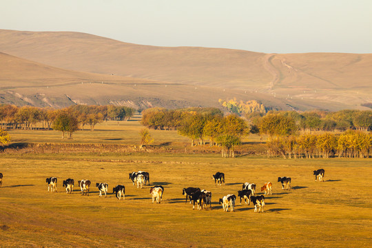 秋季草原牛群树林