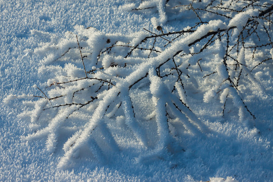 树枝雪凇雾凇