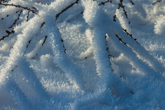 树枝雾凇雪凇