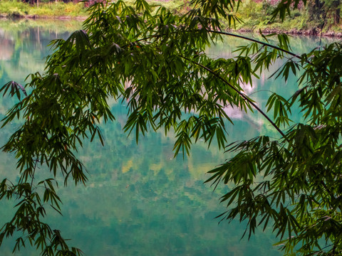 湖畔竹枝